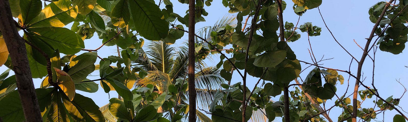 Tropical trees and palms in warm sunset light looking at light blue sky. Jessica Lee McMillan © 2021