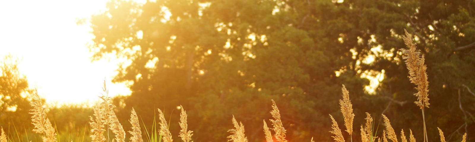 The bright sun in the background, the strands of tall grass in the front