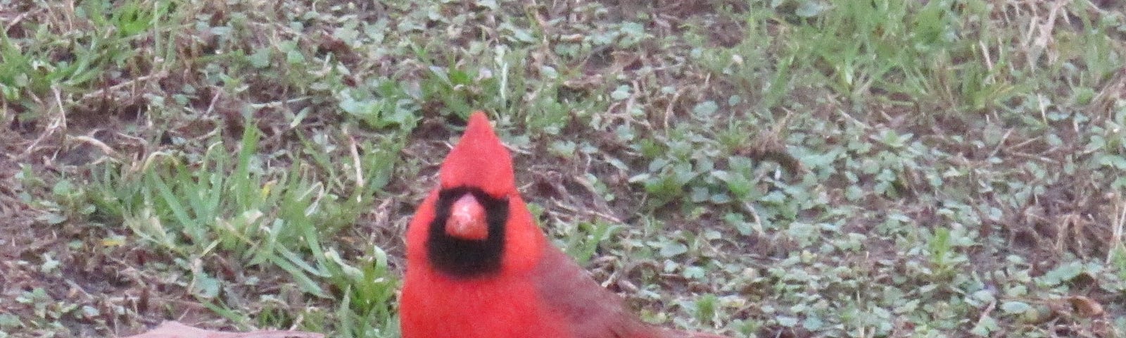 Male Cardinal bird facing camera standing on lawn