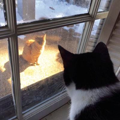 Author’s photo of the outdoor tabby looking inside the window while our cat Bella looks out at him
