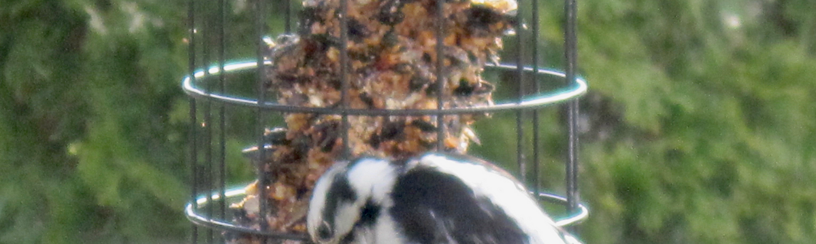 Author’s photo of downy woodpecker visiting her feeder.