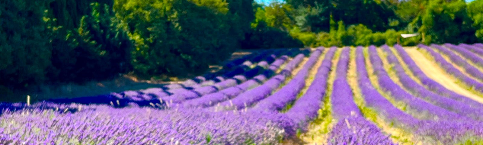 Rows of lavender flowers with trees in the background and a blue sky.