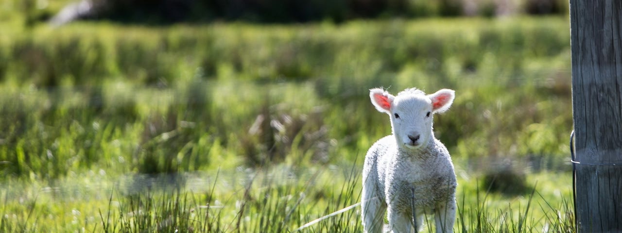A lamb standing in a field