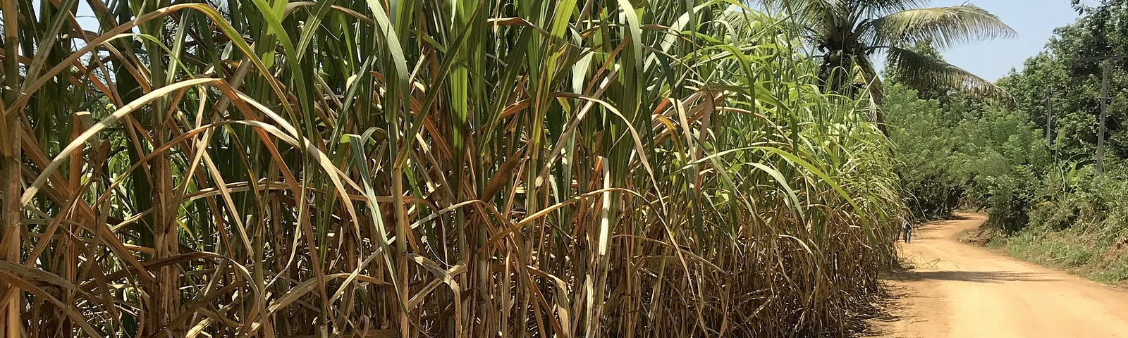A Feild of Sugarcane