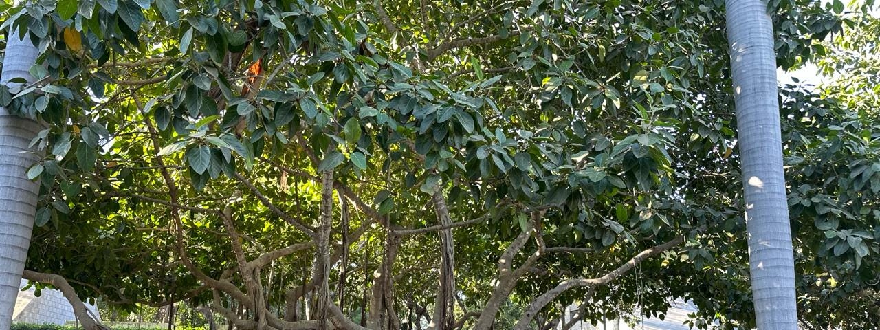 One of the many beautiful Banyan trees in the Culiacán Botanic Garden