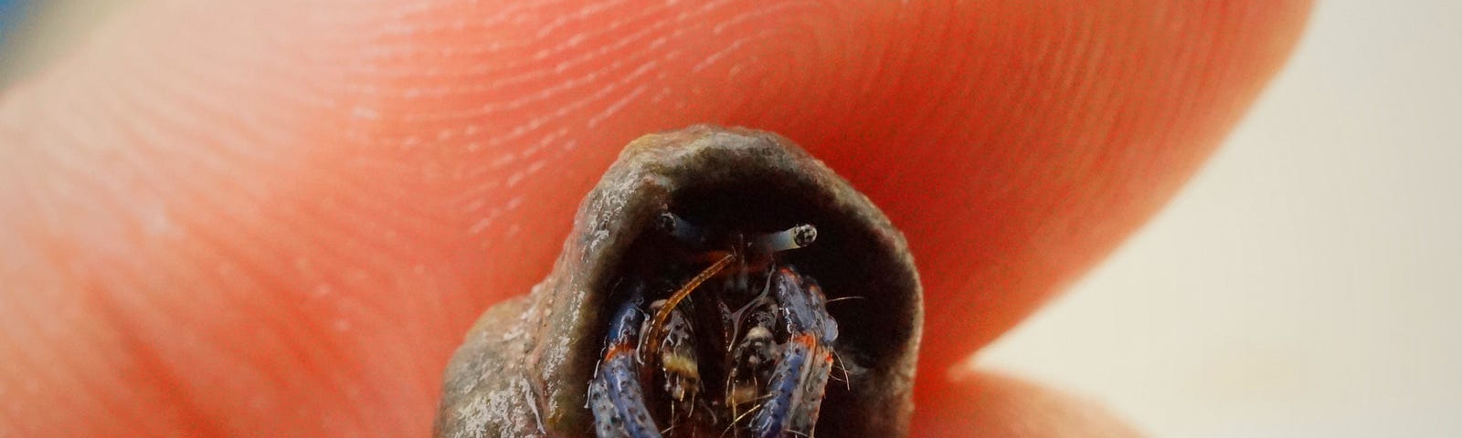 Close up of fingers holding a tiny hermit crab in its shell