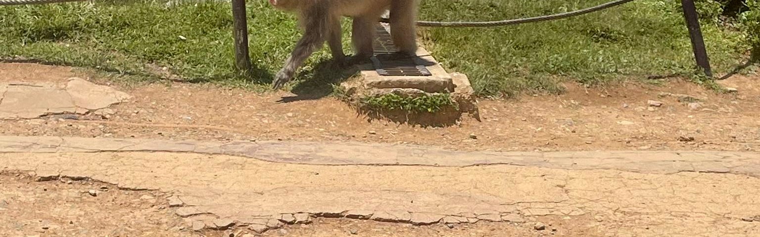 Wild monkey at a Monkey park