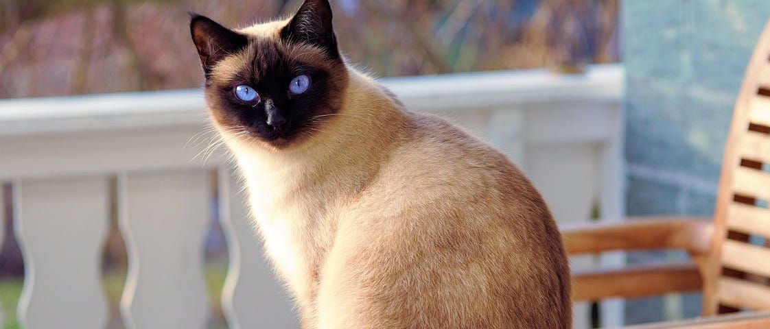 Siamese cat sitting on a porch