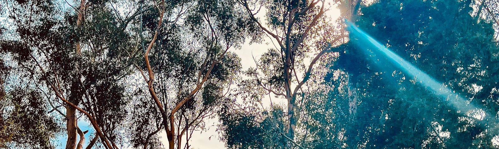 Sun shining through Eucalyptus trees in Santa Monica Mountains