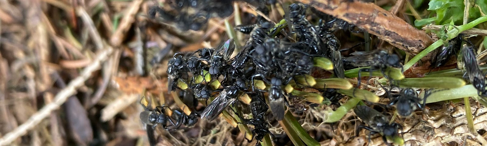 Lots of little black bugs crawling in weeds and pine needles.