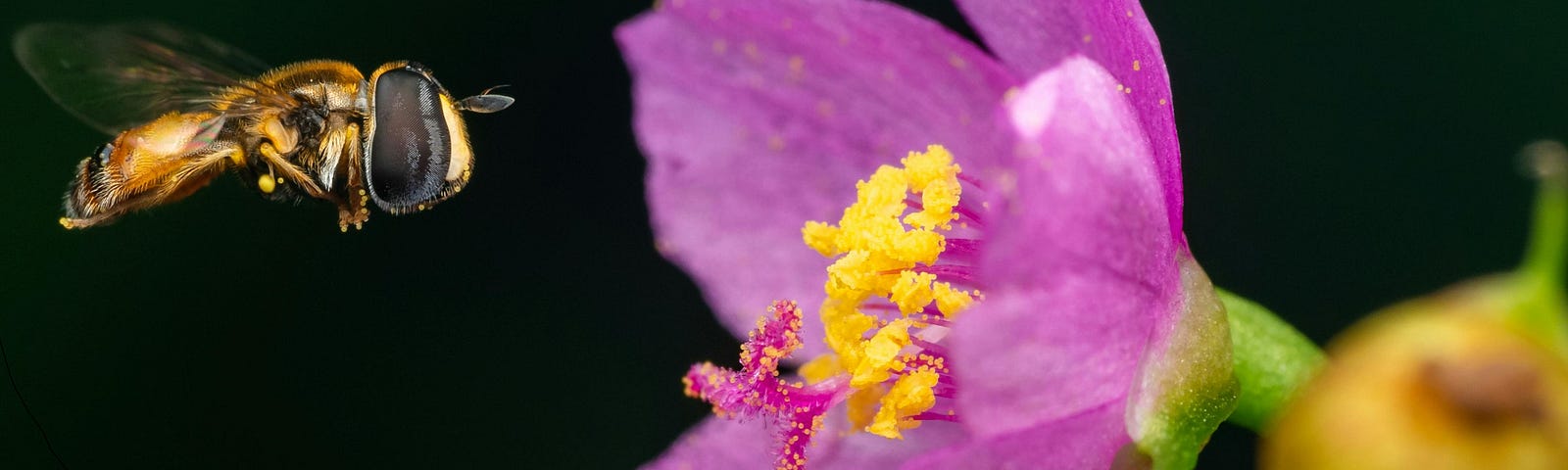 Hoverfly near pink flower