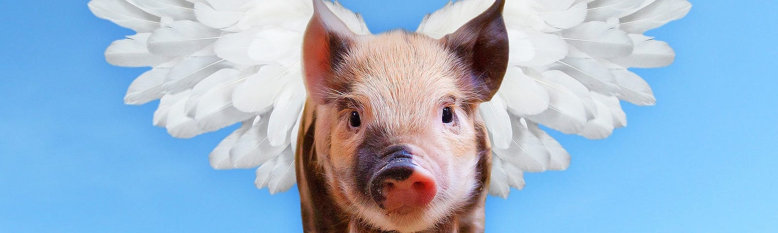limiting beliefs, mindset, positive affirmations, when pigs fly