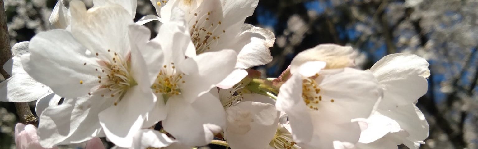 Burst of white flowers on a branch