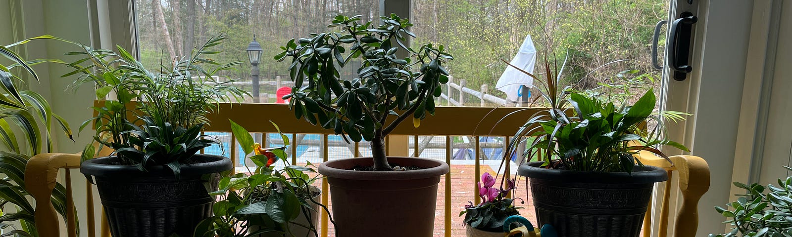 yellow bench covered with various houseplants in front of glass doors