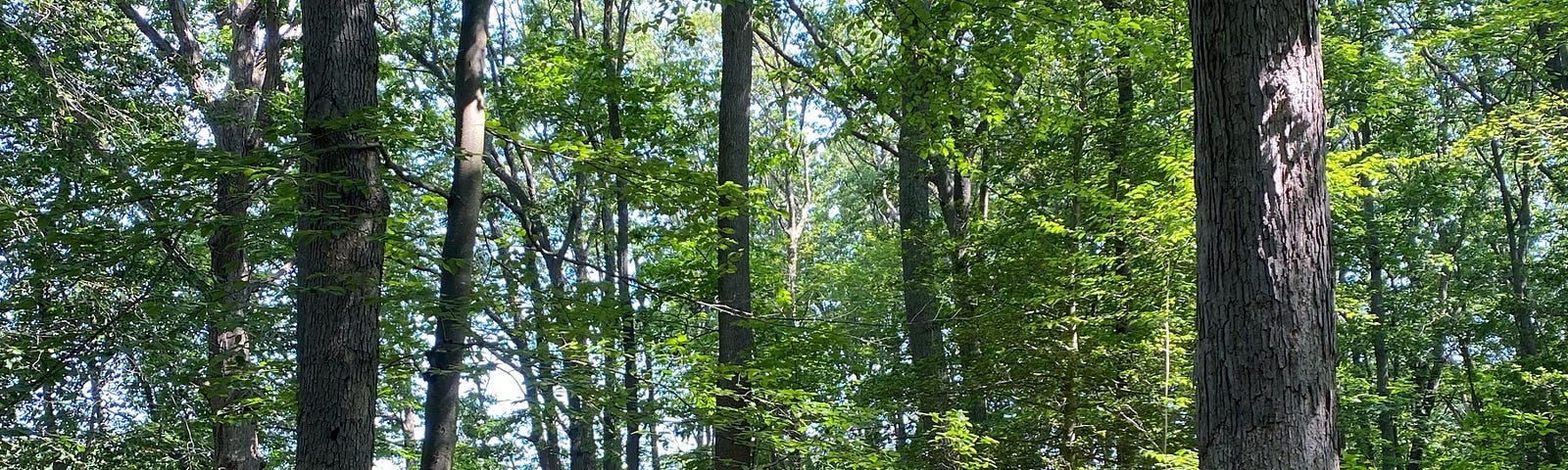 A stand of trees with a blue sky backdrop and a wooden fence in the foreground