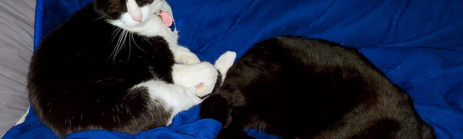 A black and white cat next to a black cat sleeping on a bluebathrobe on a bed.
