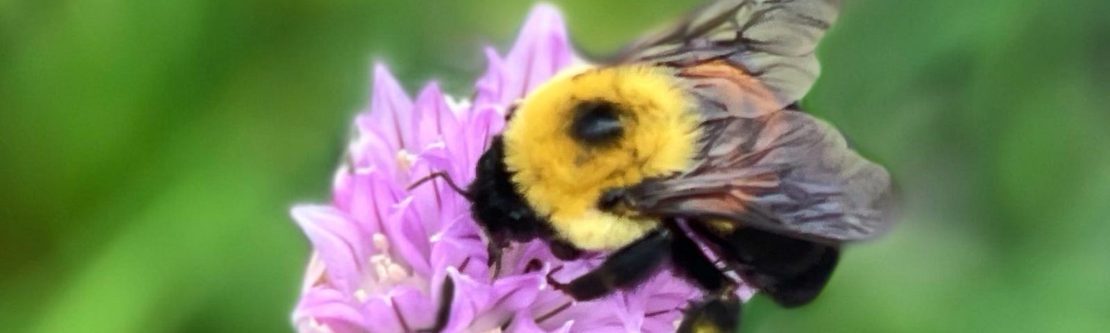 A bumblebee on a light purple flower