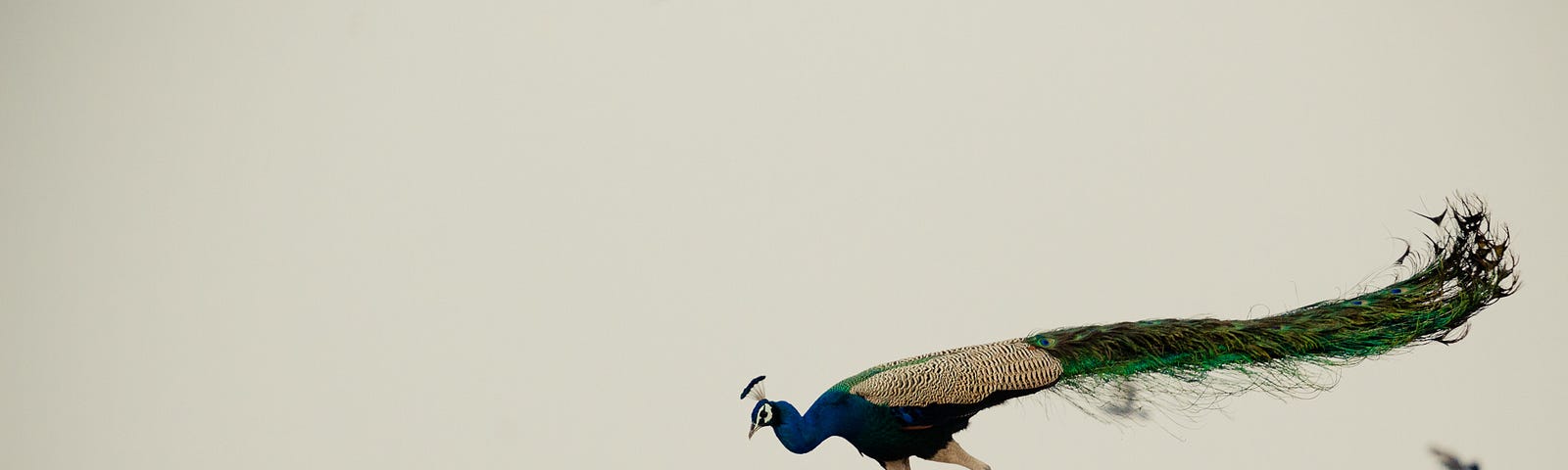 Peacock Jumping over Brown Concrete Wall
