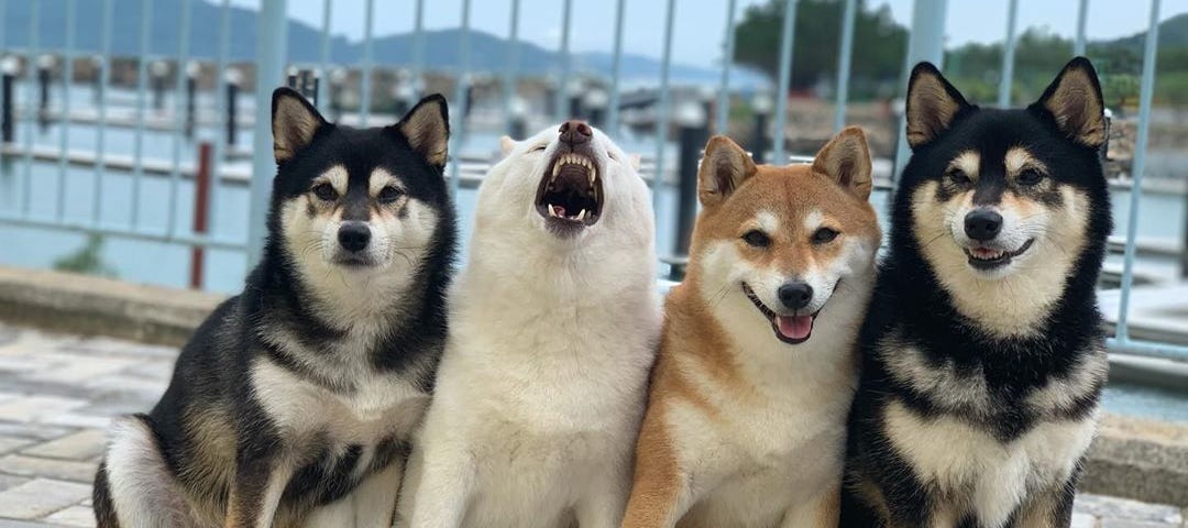 The four shiba inu dogs pose on a boat dock, and Hina is letting out a big yawn in the middle of the photo