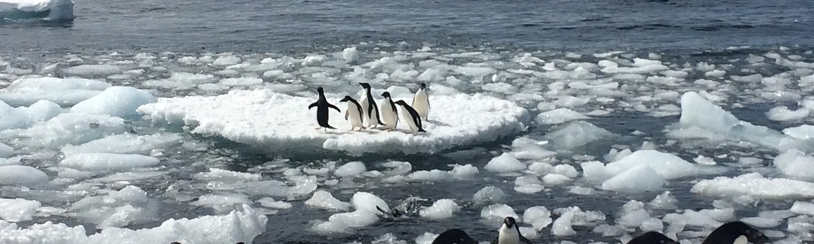 Penguins sitting on floating ice in the sea