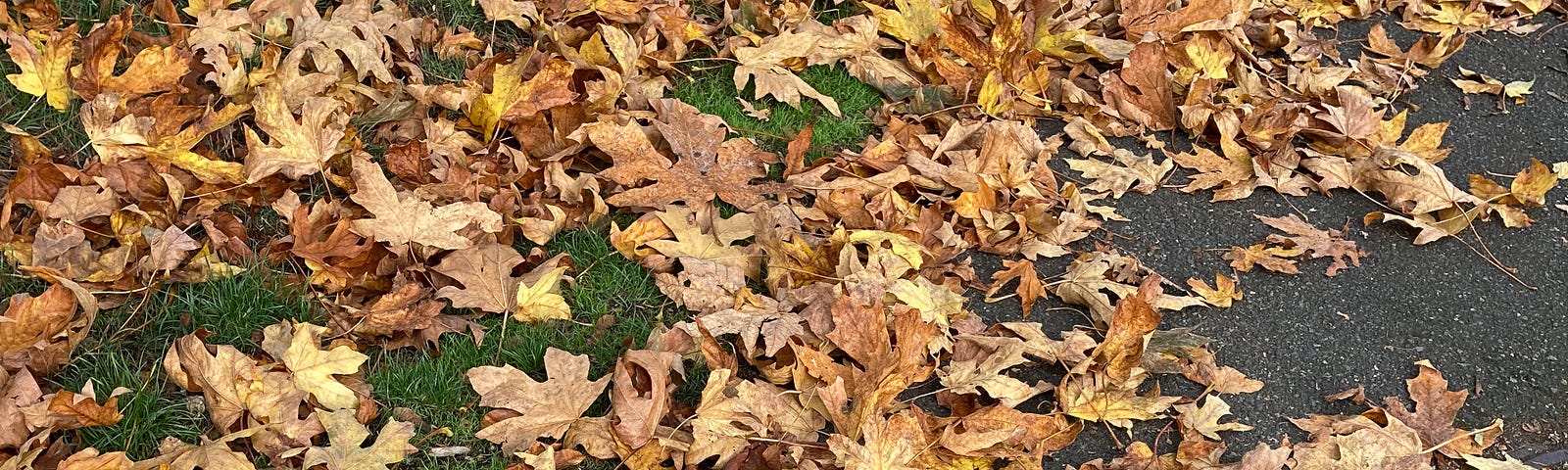 photo of fallen maple leaves along a sidewalk