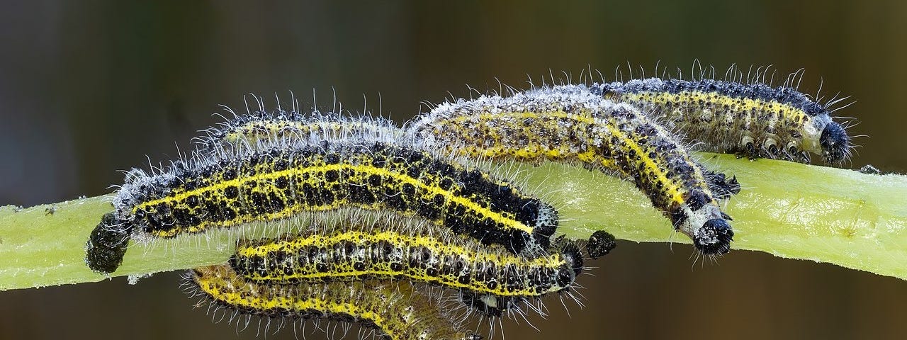 An image of caterpillars on a stalk.