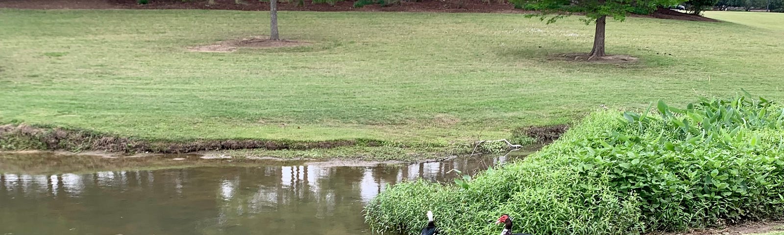 Ducks by the lake