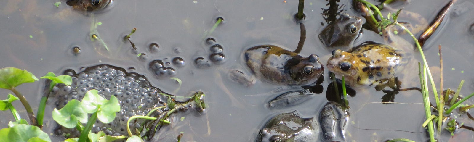 Frogs in a pond guarding their mass of frogspawn