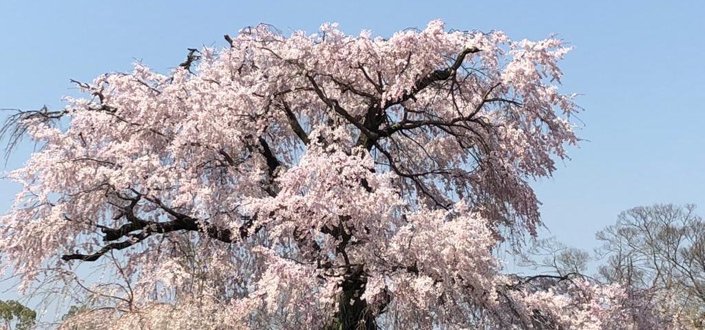 Picture of a cherry tree