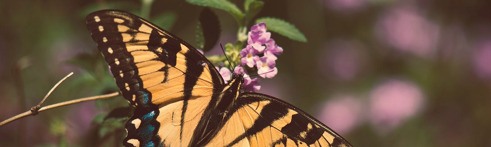 Tiger swallowtail butterfly. Photo by Scott Carroll on Unsplash