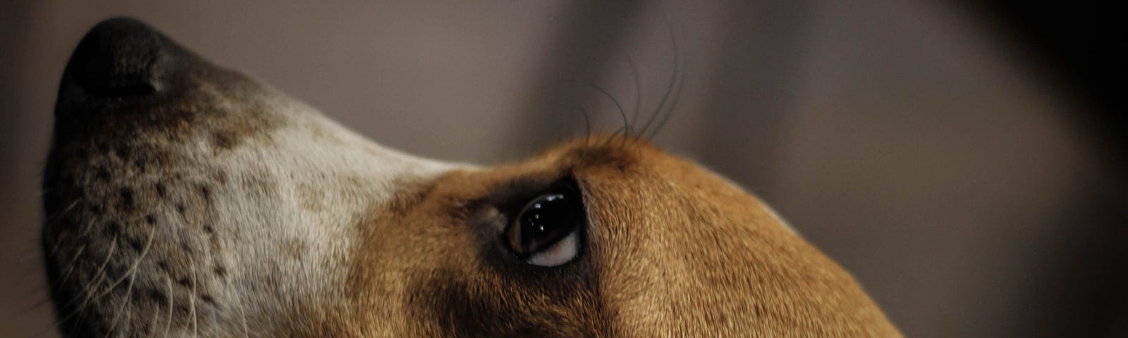 Adult beagle with brown head and white snout, looking at toward something out of frame.