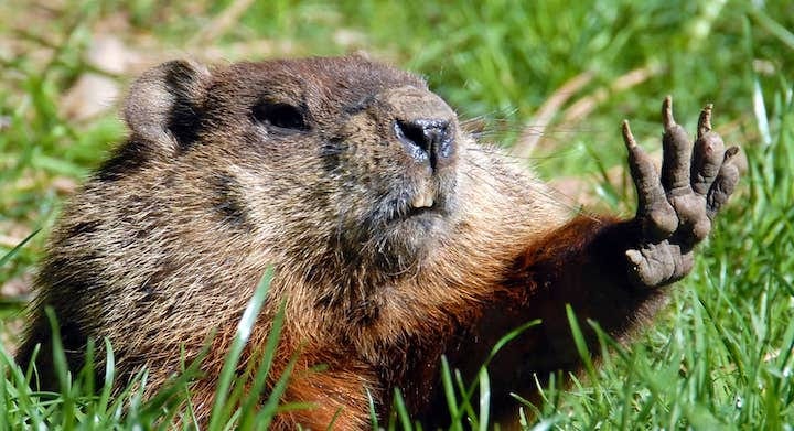 Photo of Punxsutawney Phil appealing to the human race to halt climate change. Satire. Humor. Environment. Deforestation. Wildlife.