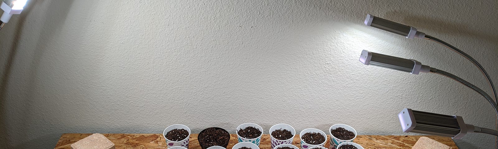 DIY indoor garden with seed containers and grow lights