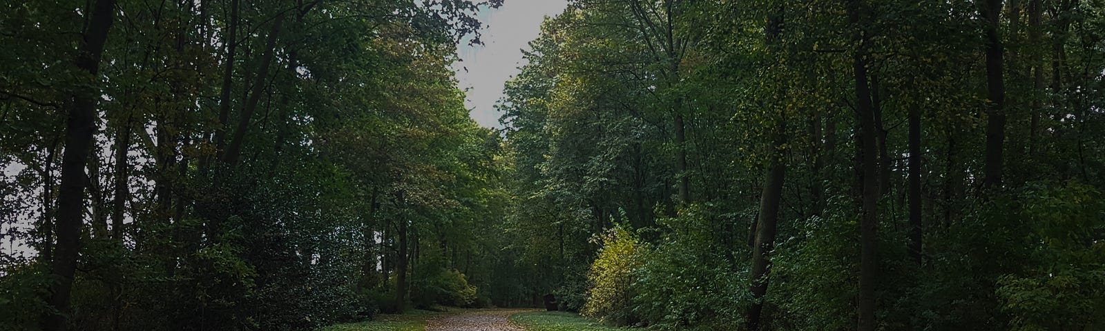 An image of a road through the woods, with autumn leaves on the ground.