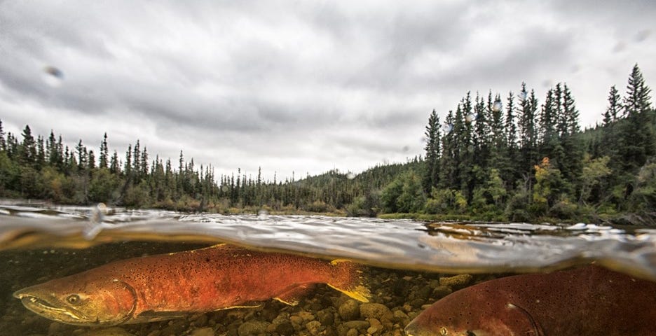 Two salmon on their spawning nest, with forest and grey skies above.