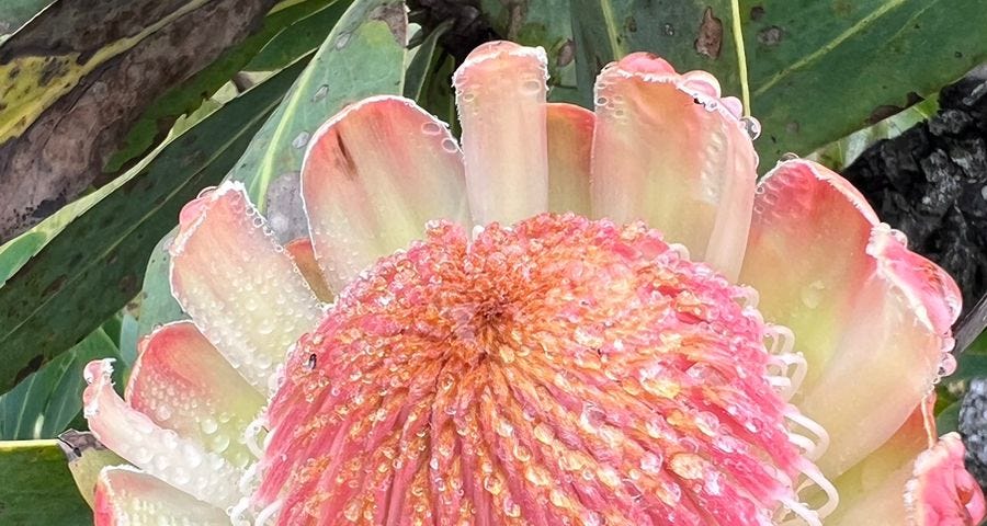 A close-up of a large pink and yellow Protea with dark green leaves in the background