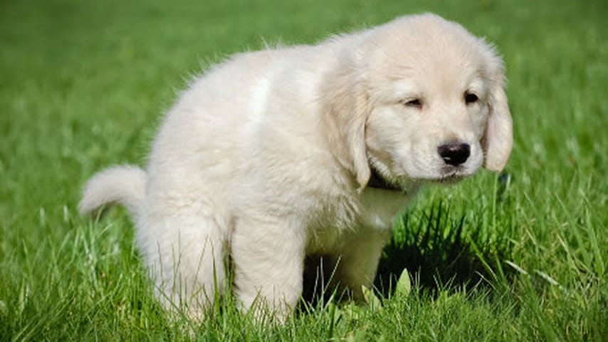 A cute young Labrador on the grass during potty training session outside