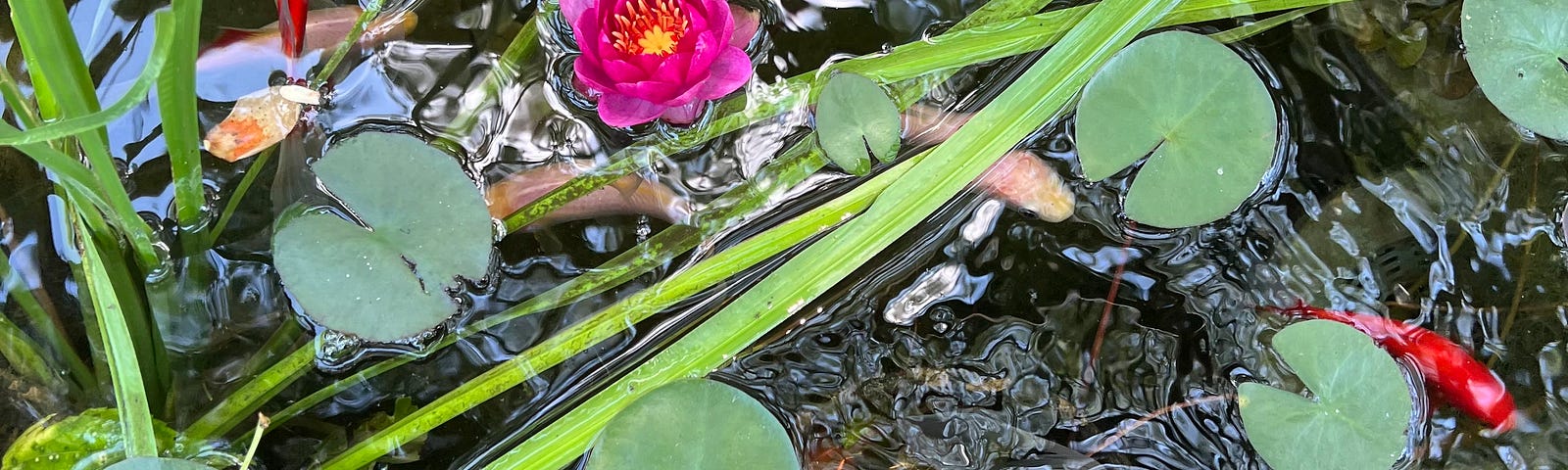 Close-up of a fish pond