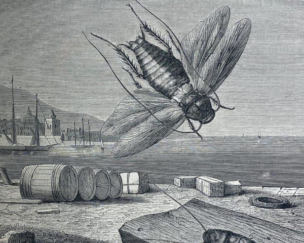 Uma ilustração mostrando baratas em um cais de porto.