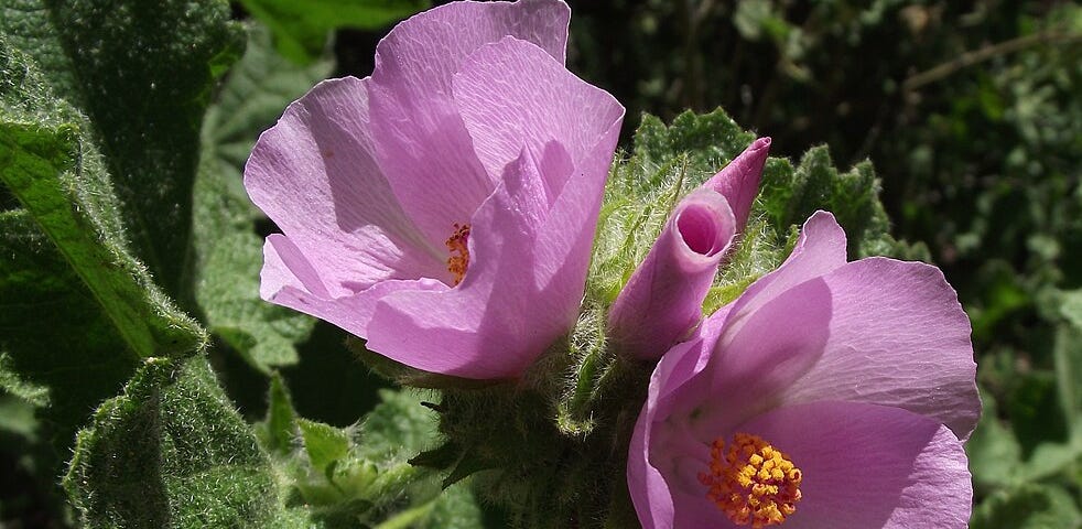 The University of California Botanical Garden features Mediterranean climate plants