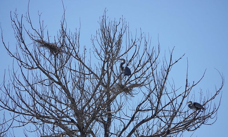 Two herons in a tree look at a faraway nest that is unattended.