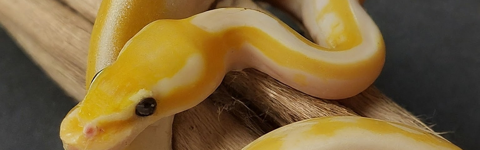 An artificial intelligence generated image depicting a snake with the coloration and pattern resembling a ripe banana, coiled around a wooden branch. The snake’s body is a bright yellow hue with subtle white stripes, mimicking the appearance of a banana’s skin. The image was generated using the ImageFX AI tool and does not represent a real photograph of a snake species.