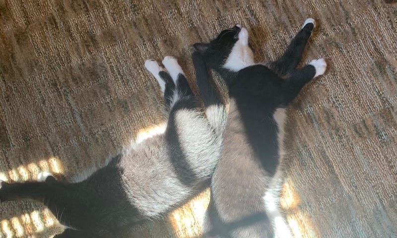 two black and white kittens in sunlight