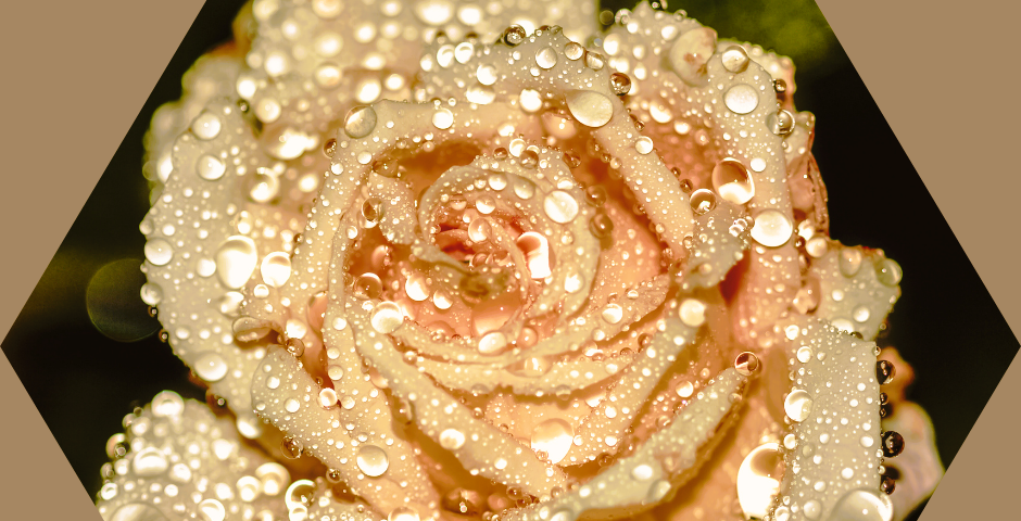 Raindrops on a rose