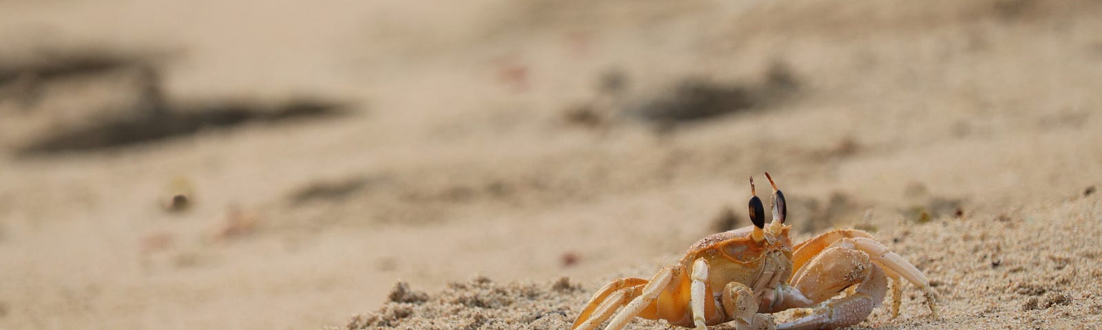A crab stands on sand, looking off to the right.