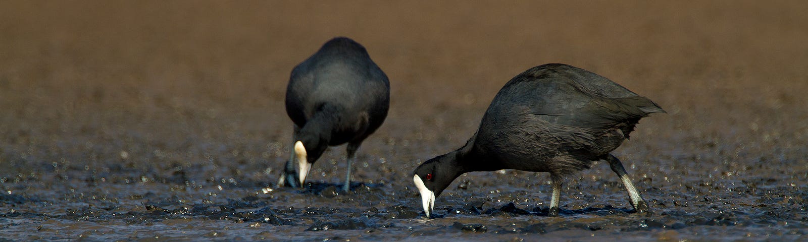 Two ʻalae keʻokeʻo pecking through the mud, looking for food.