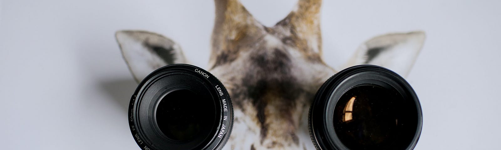 Giraffe wearing telephoto lens