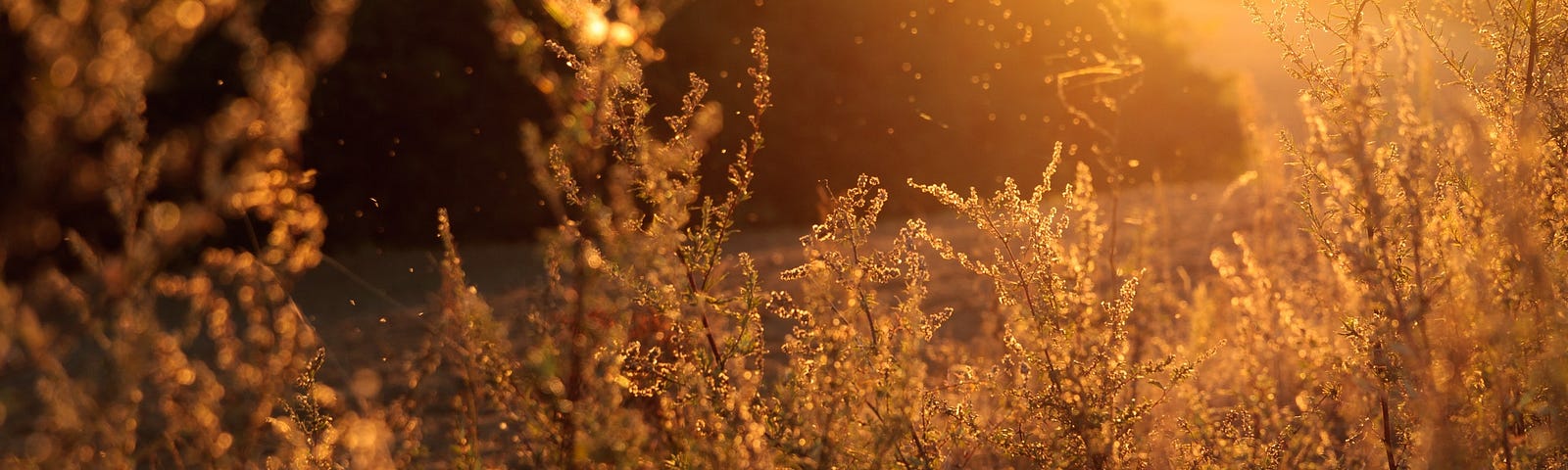 Golden, sunset light filtering through golden grass in a field