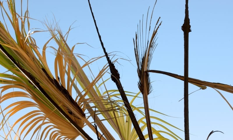 Close-up photograph of palm tree stalks and fronds, abstract photo for healing