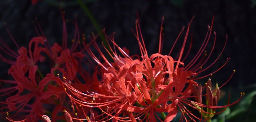 Bright red spider lily against the dark bark of a tree.